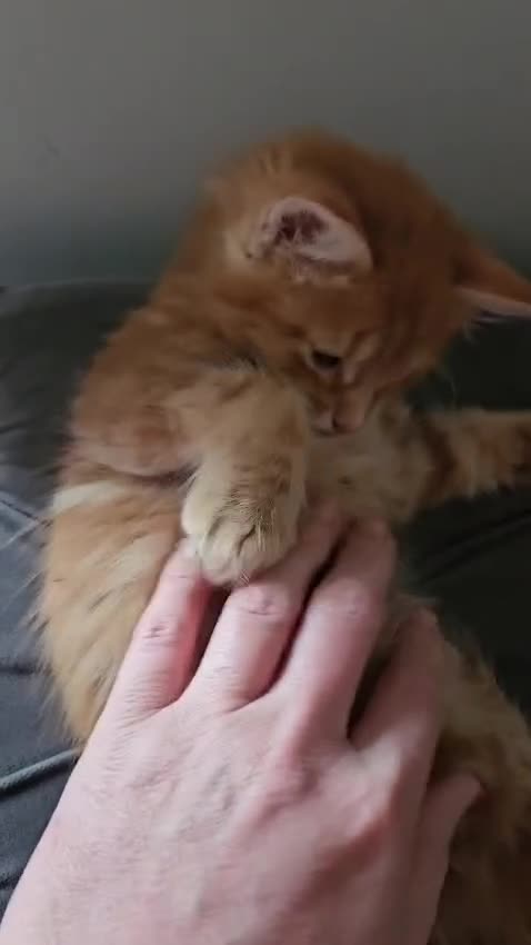 Mixed Breed cats for sale: Adorable ginger kitten - Video 1