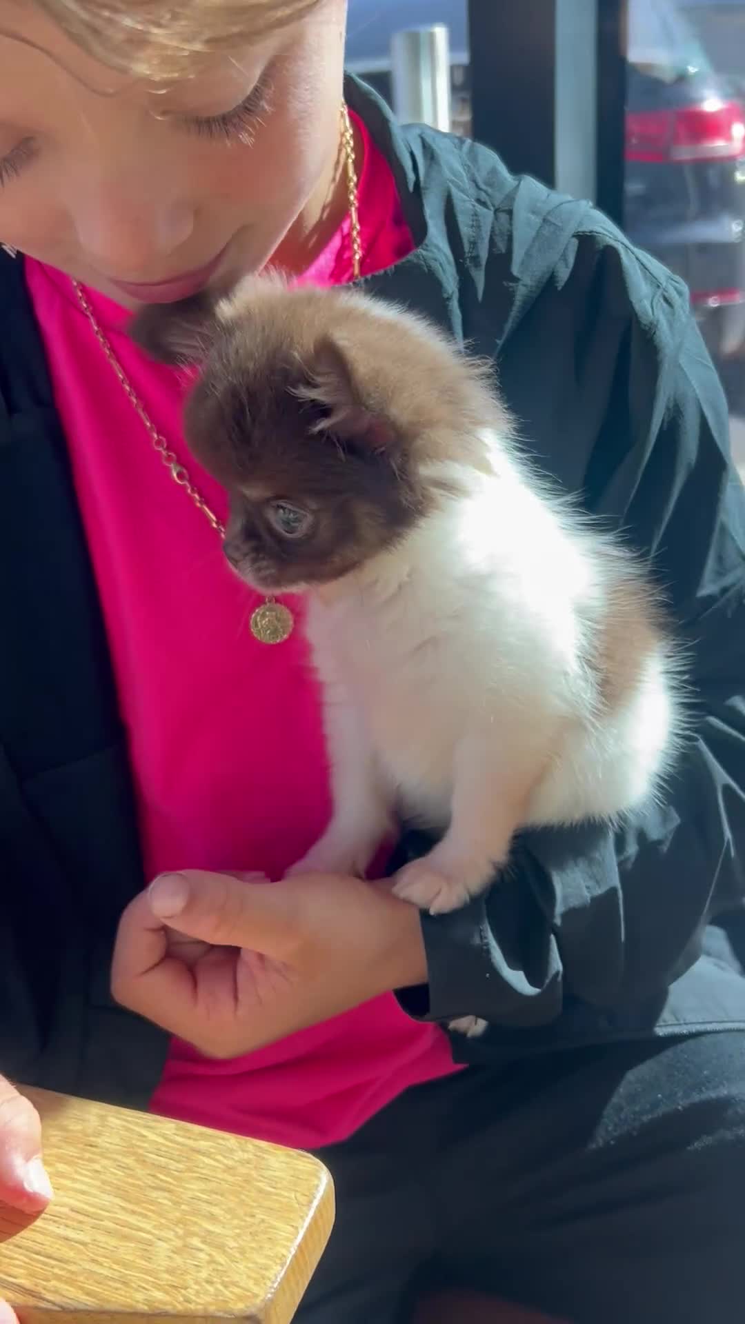 Chihuahua dogs for sale: 💥 REDUCED 💥 ** Choc parti chihuahua ONE BOY LEFT - Video 1