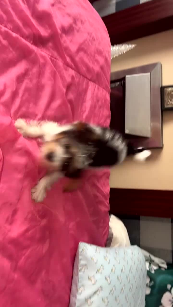 Yorkshire Terrier dogs for sale: Yorkshire terrier/Mini/Parti-colored/Traditional - Video 1