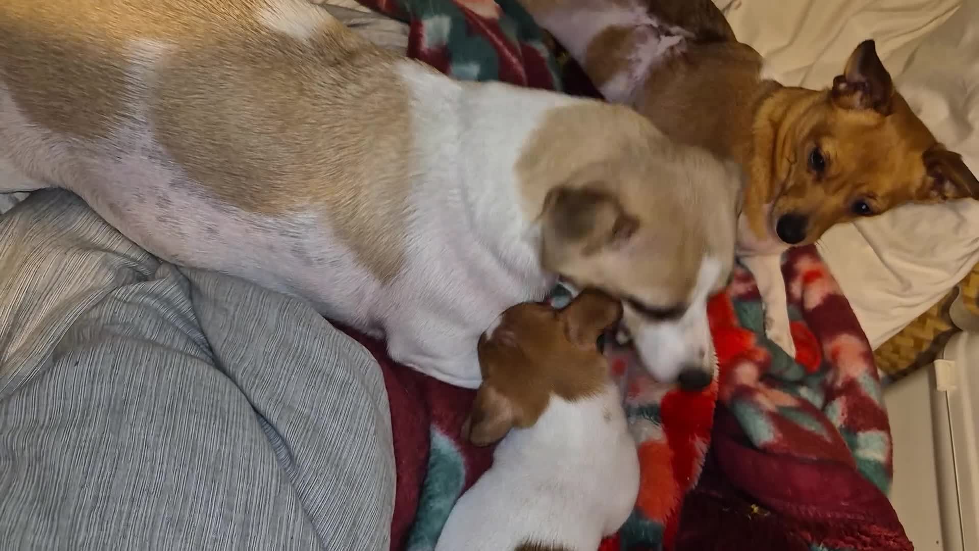 Mixed Breed dogs for sale: Jack Russell x Mini Pinscher - Video 1