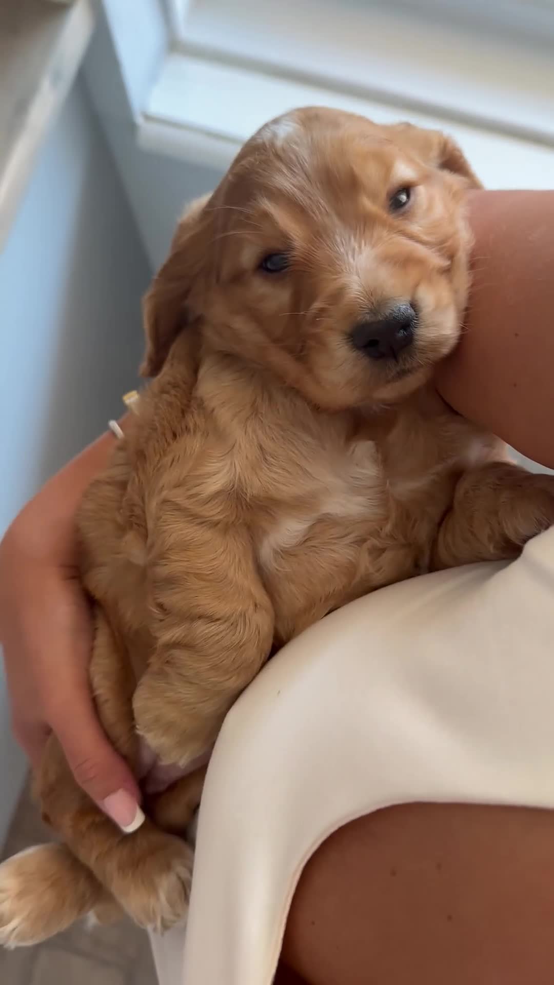 Cocker Spaniel dogs for sale: READY! ONE & ONLY! Adorable Female Cocker Puppy in Cheltenham - Video 3