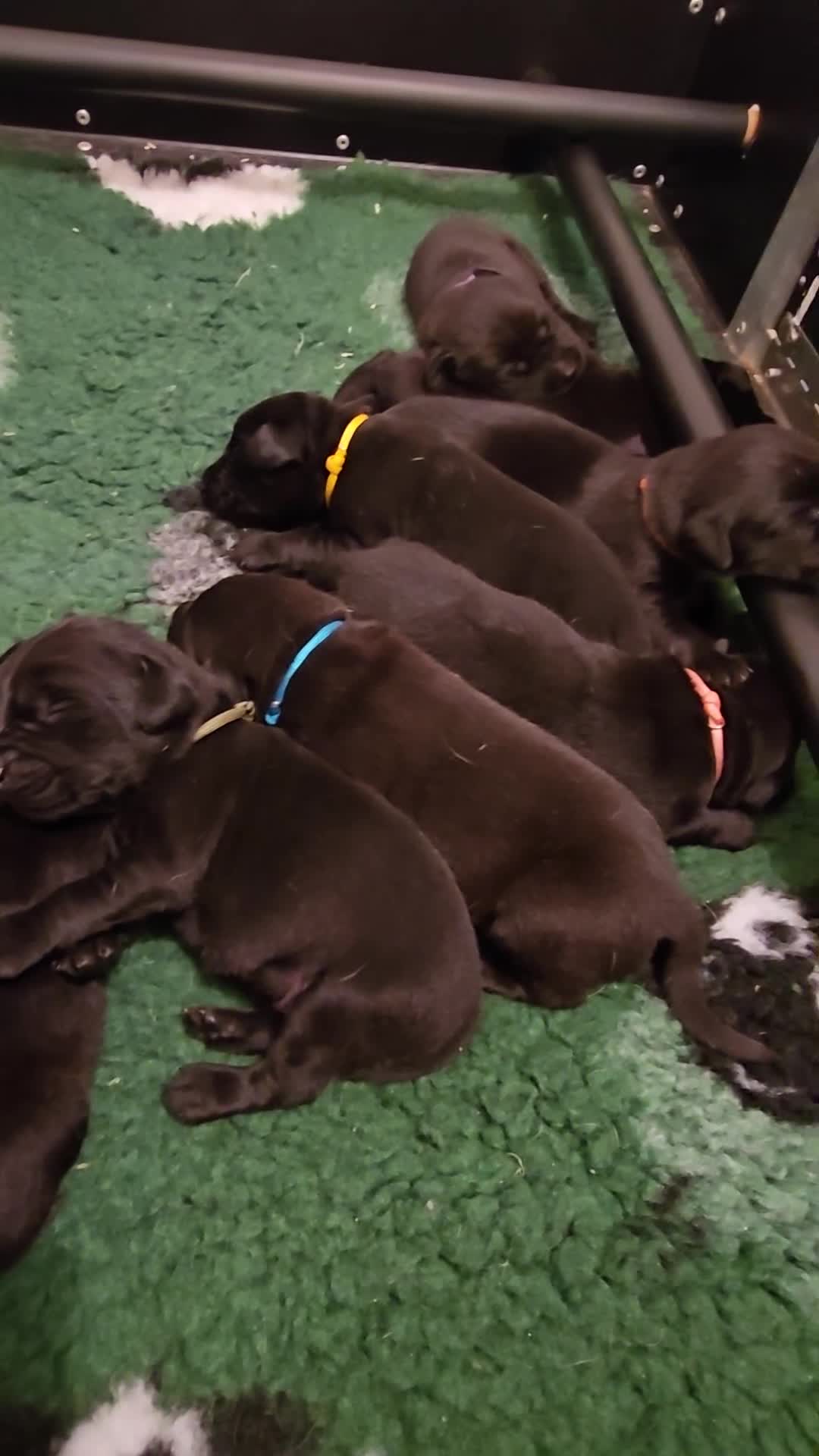 Labrador Retriever dogs for sale: Beautiful boys - Video 1