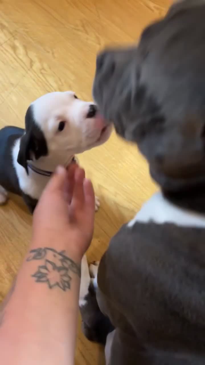Mixed Breed dogs for sale: 4 month old puppy - Video 1