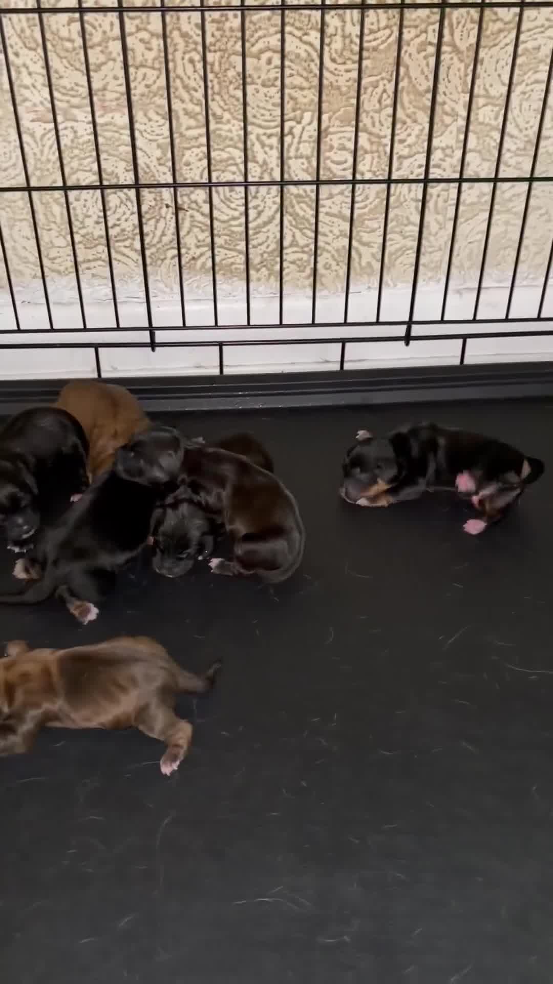 Mixed Breed dogs for sale: Springer/jack Russel x Patterdale  in Ilkeston - Video 1