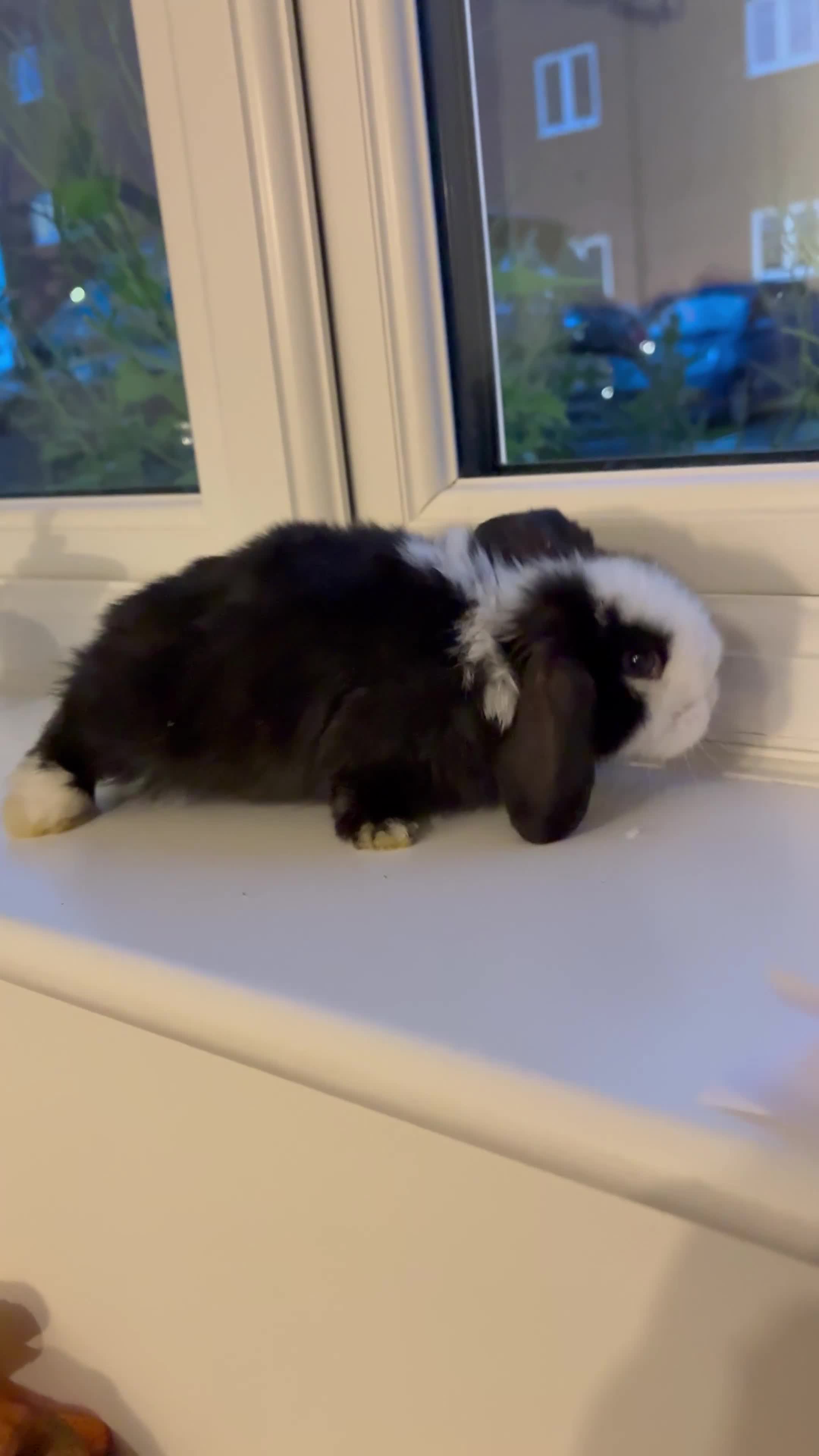 Mini Lop rabbits for sale: Baby purebred mini lops - Video 2