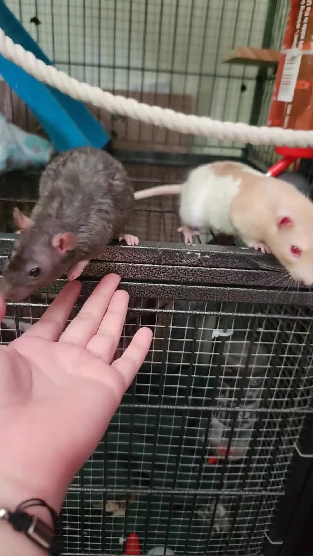 Rat rodents for sale: 1 boy in Stoke-on-Trent - Video 1