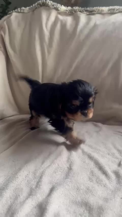 Cavalier King Charles Spaniel dogs for sale:  KC, Health Tested, ready to leave now  - Video 1