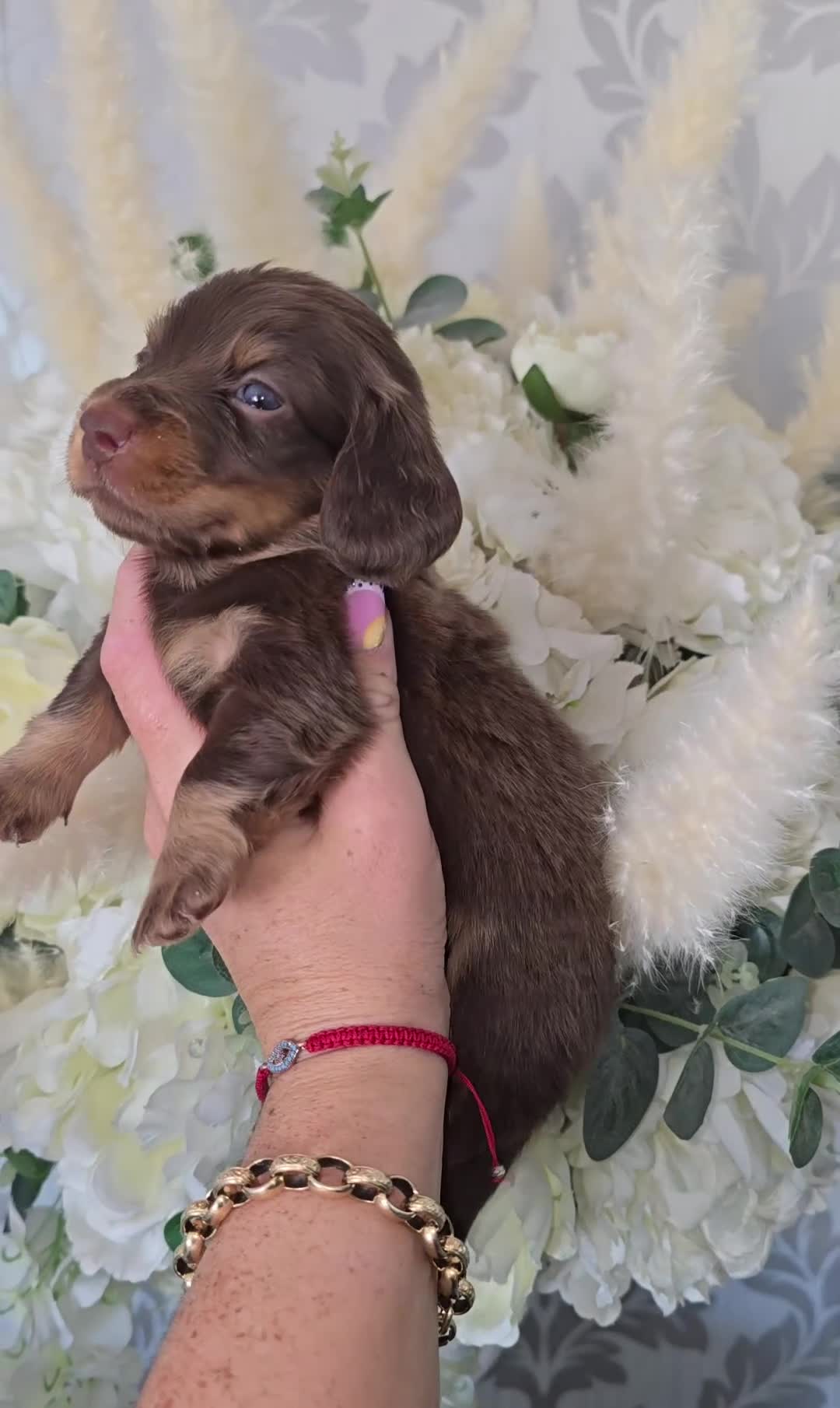 Miniature Dachshund dogs for sale: Miniature long haired dachshunds - Video 4