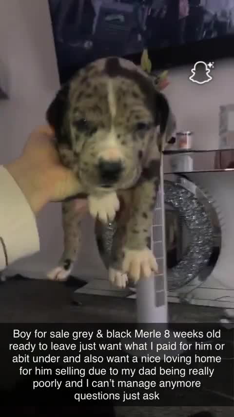 Dogue De Bordeaux dogs for sale: Male puppy for sale  - Video 2