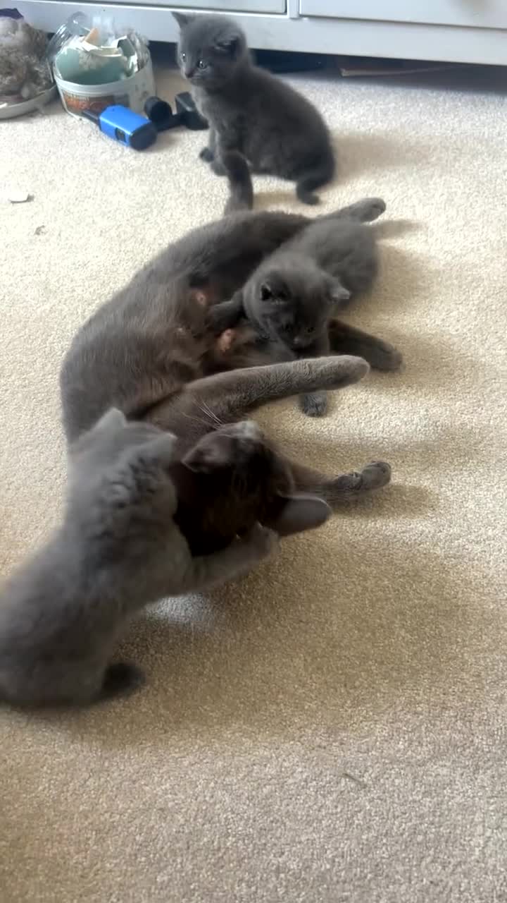 Scottish Fold cats for sale: Scottish fold mix and Russian Blue in ELY - Video 2