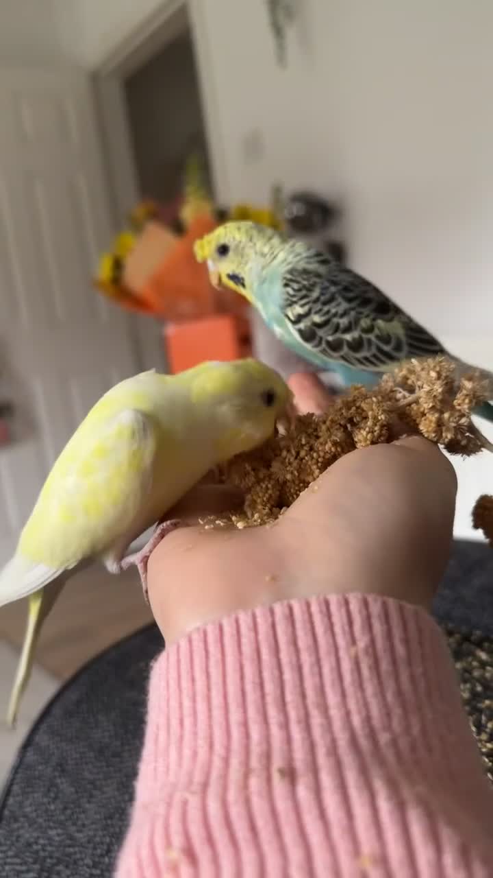 Budgerigars birds for sale: Pair of budgies  - Video 1
