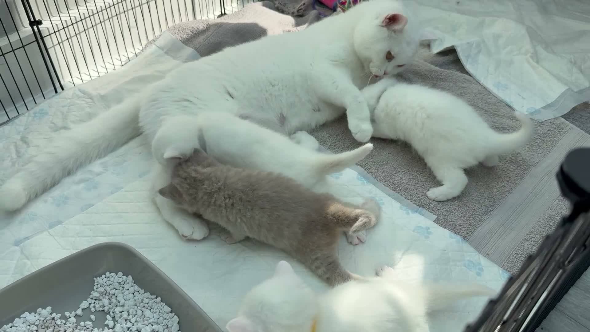 British Shorthair cats for sale: ✨⭐️Beautiful White British shorthair kittens⭐️✨ - Video 2