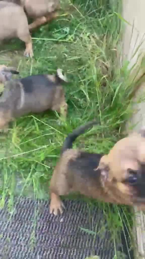 Jug dogs for sale: Jug puppies  in Frodsham - Video 1