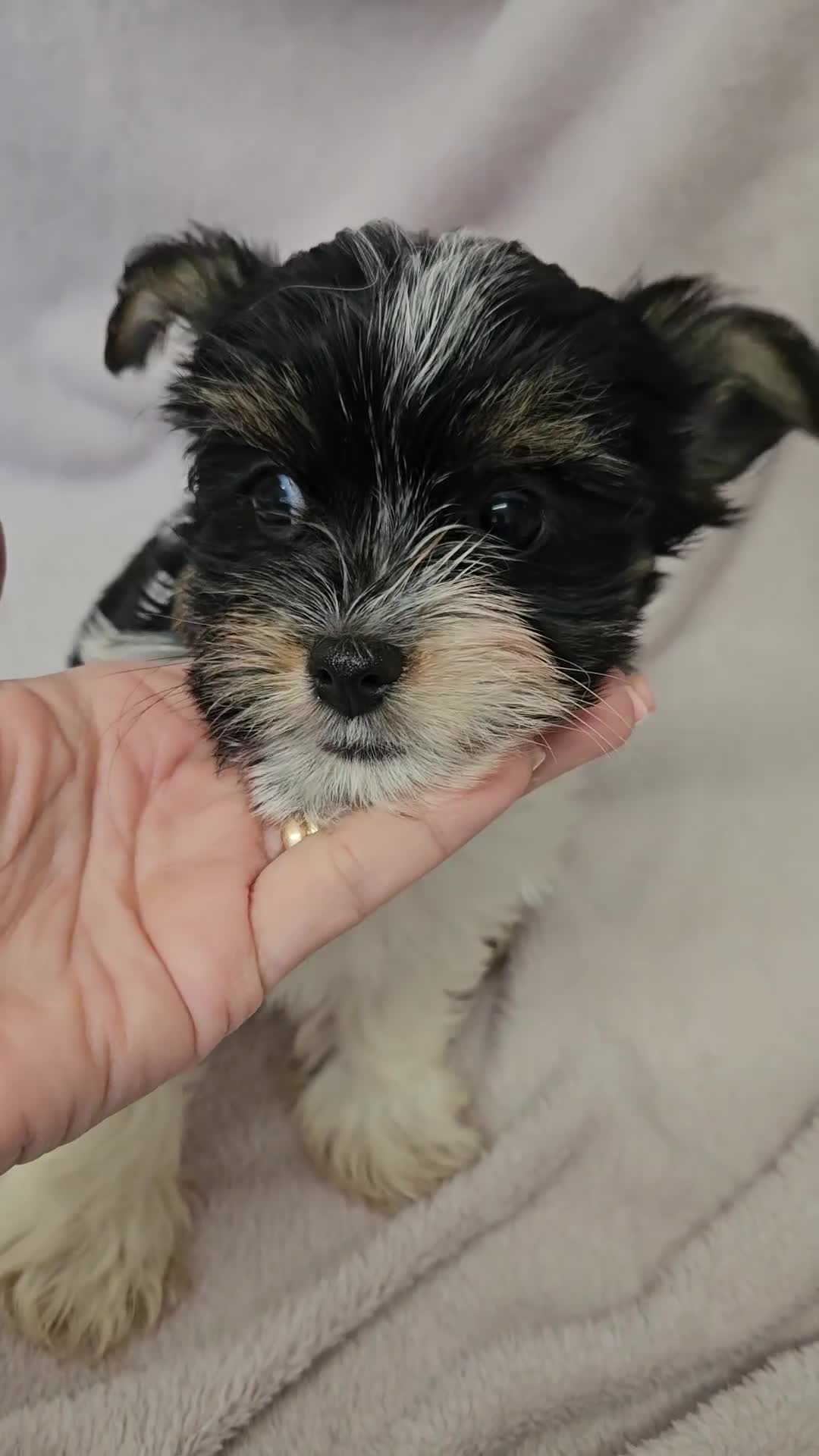 Yorkshire Terrier dogs for sale: 🩷 DNA tested parents 🩷 Small Biewer girl - Video 1