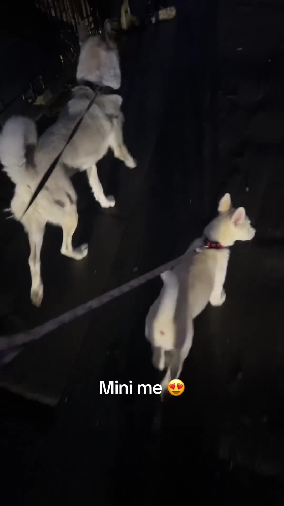 Mixed Breed dogs for sale: Siberian husky - Video 1