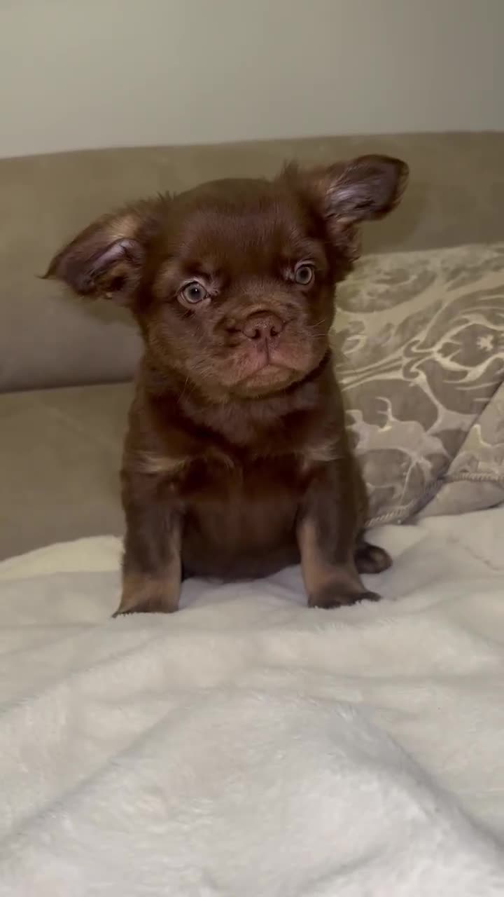 French Bulldog dogs for sale: Fluffy Frenchie Merle / Rojo & Tan REDUCED📥 - Video 3
