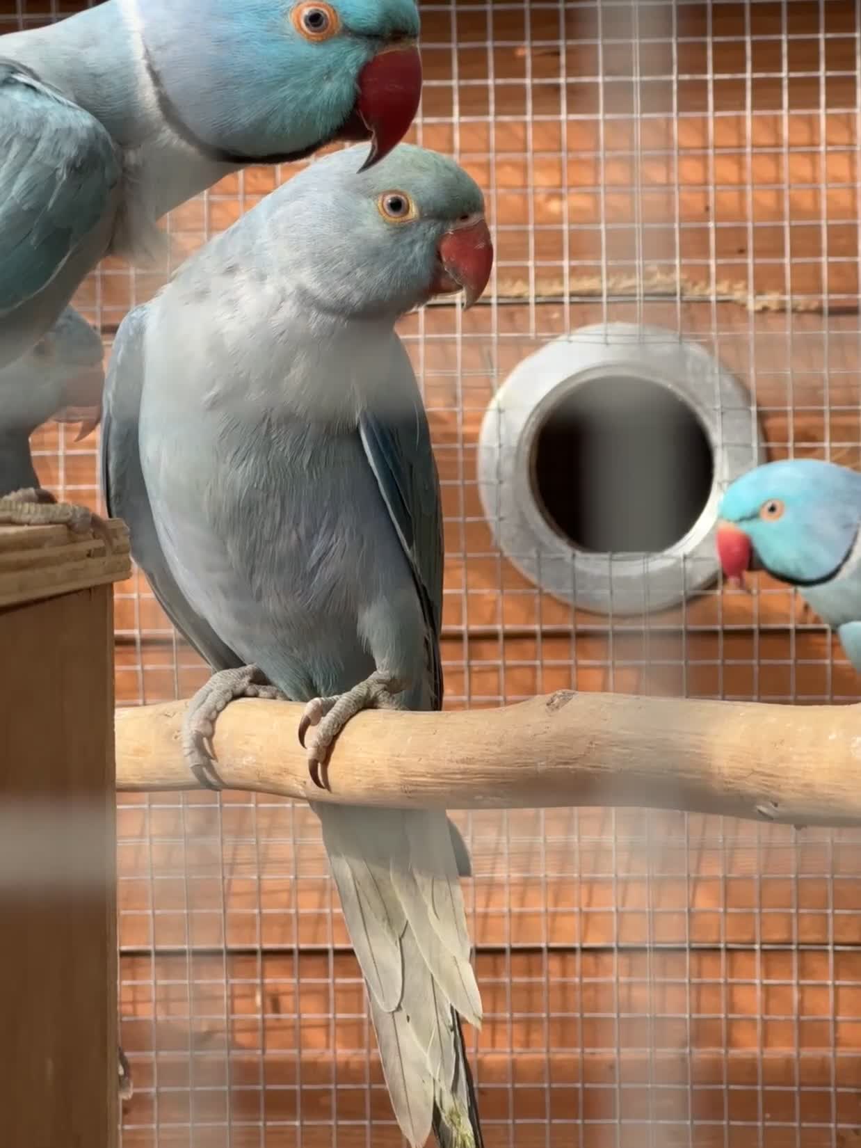 Ringnecks birds for sale: Blue Indian Ringnecks for sale - Video 1