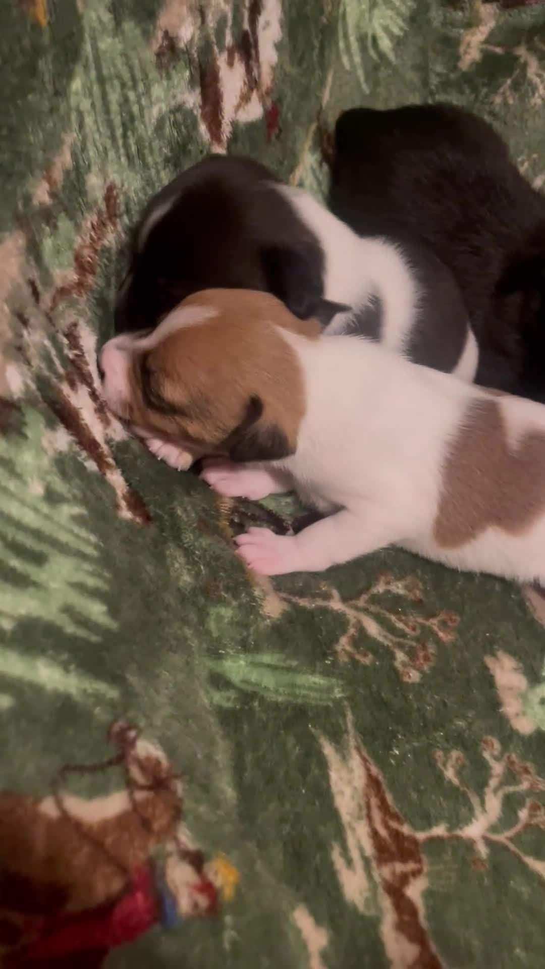 Jack Russell dogs for sale: Looking For A New Home For Sale  - Video 1