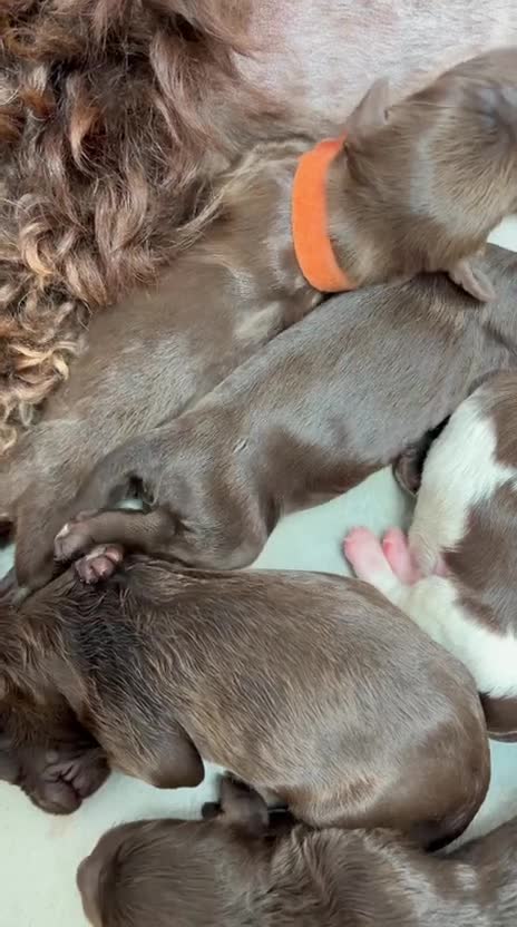 Cavapoo dogs for sale: F1 Chocolate Dream Cavapoos 🤎 - Video 1