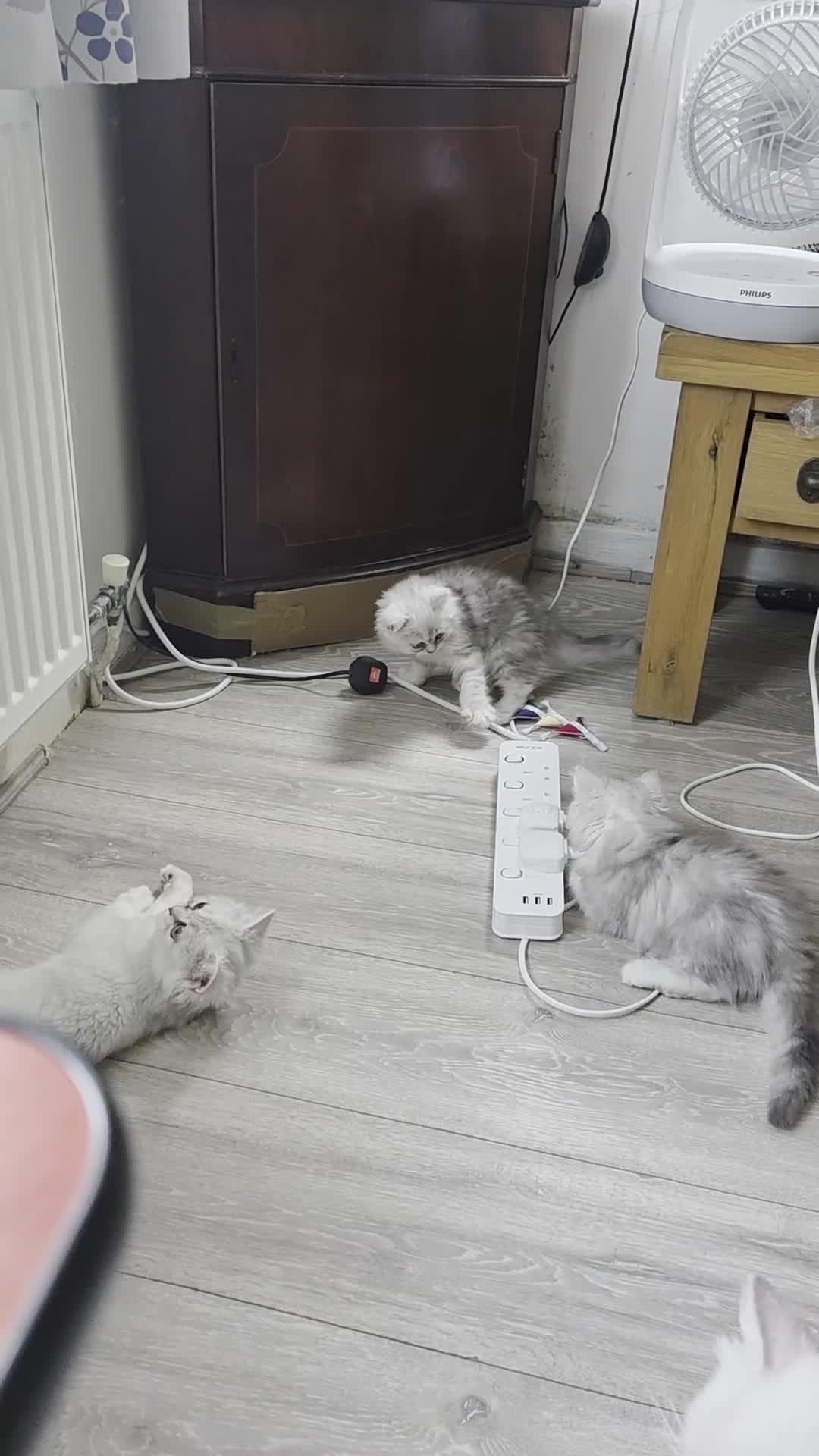 Persian cats for sale: Persian Chinchilla Kittens READY for Loving Homes - Video 1