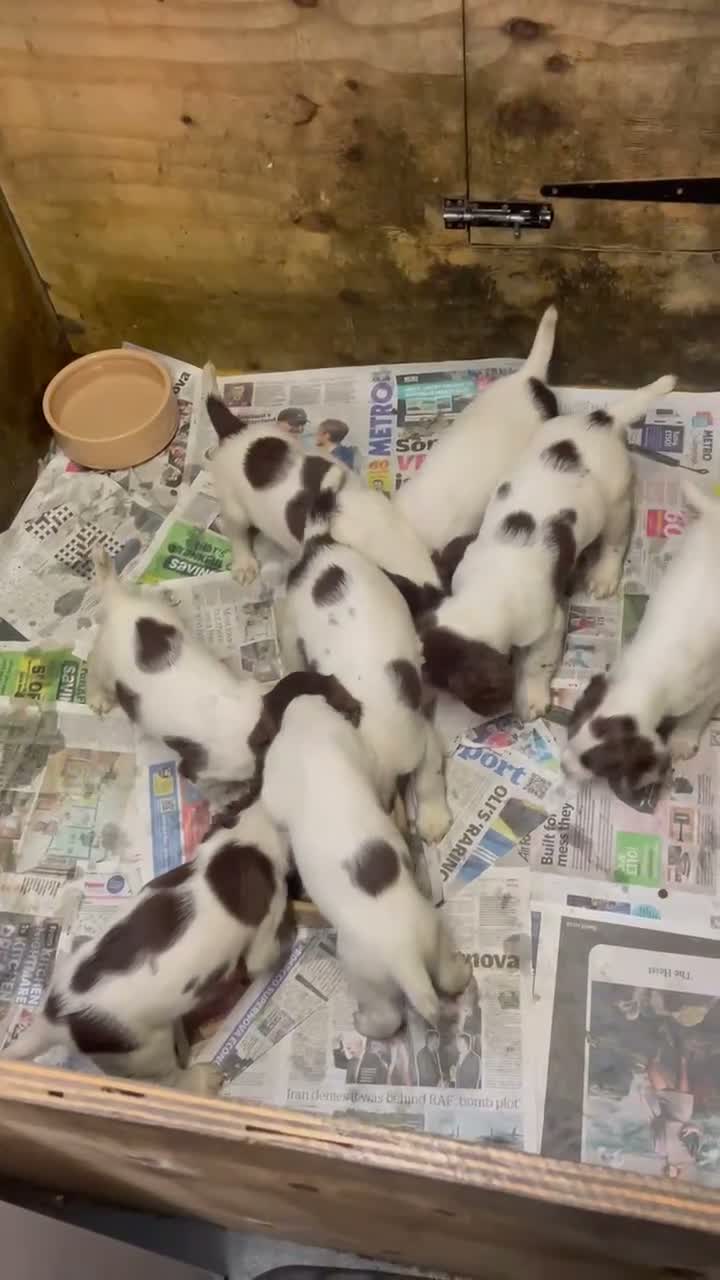 English Springer Spaniel dogs for sale: English springer spaniel puppies  in Kelty - Video 1