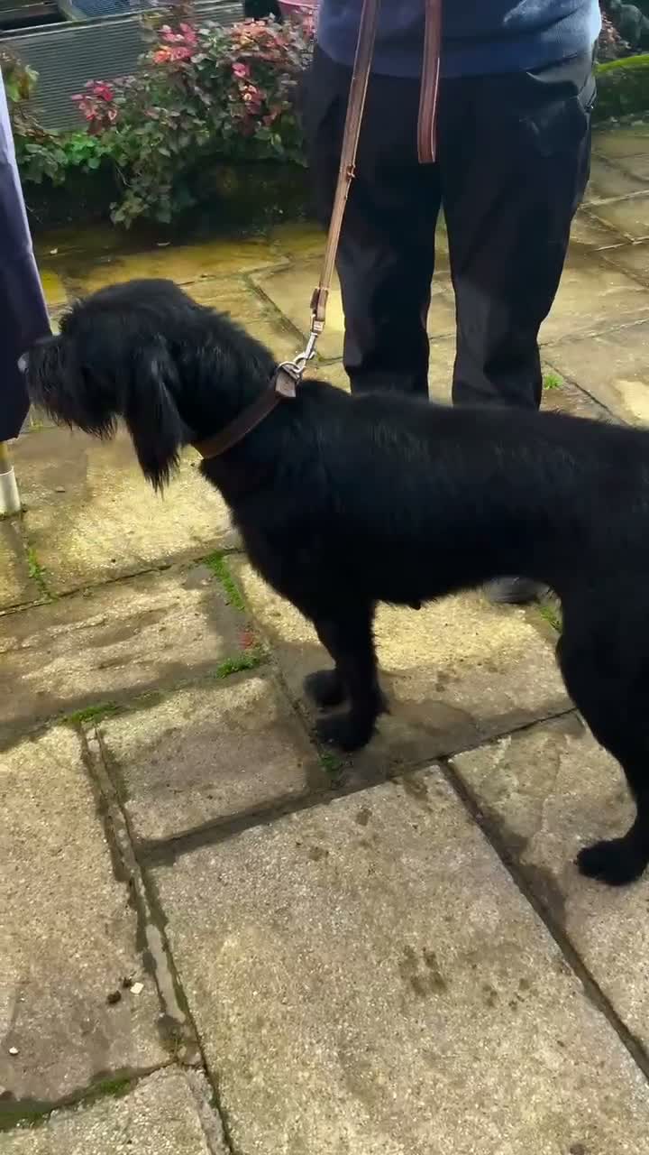 Mixed Breed dogs for sale: Labrador 1/4 cross German Wirehaired Pointer 3/4 - Video 1
