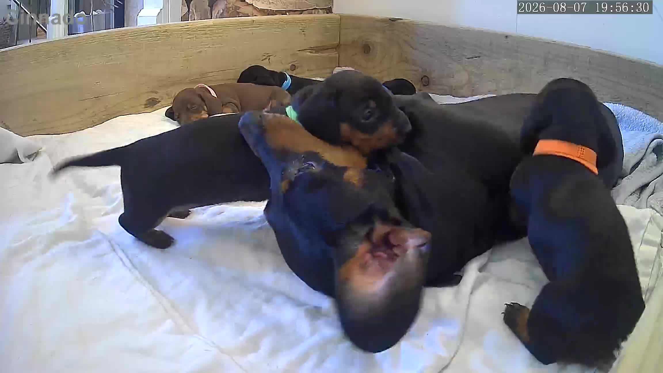 Dachshund dogs for sale: Miniature dachshund puppies.  in Alfreton - Video 1