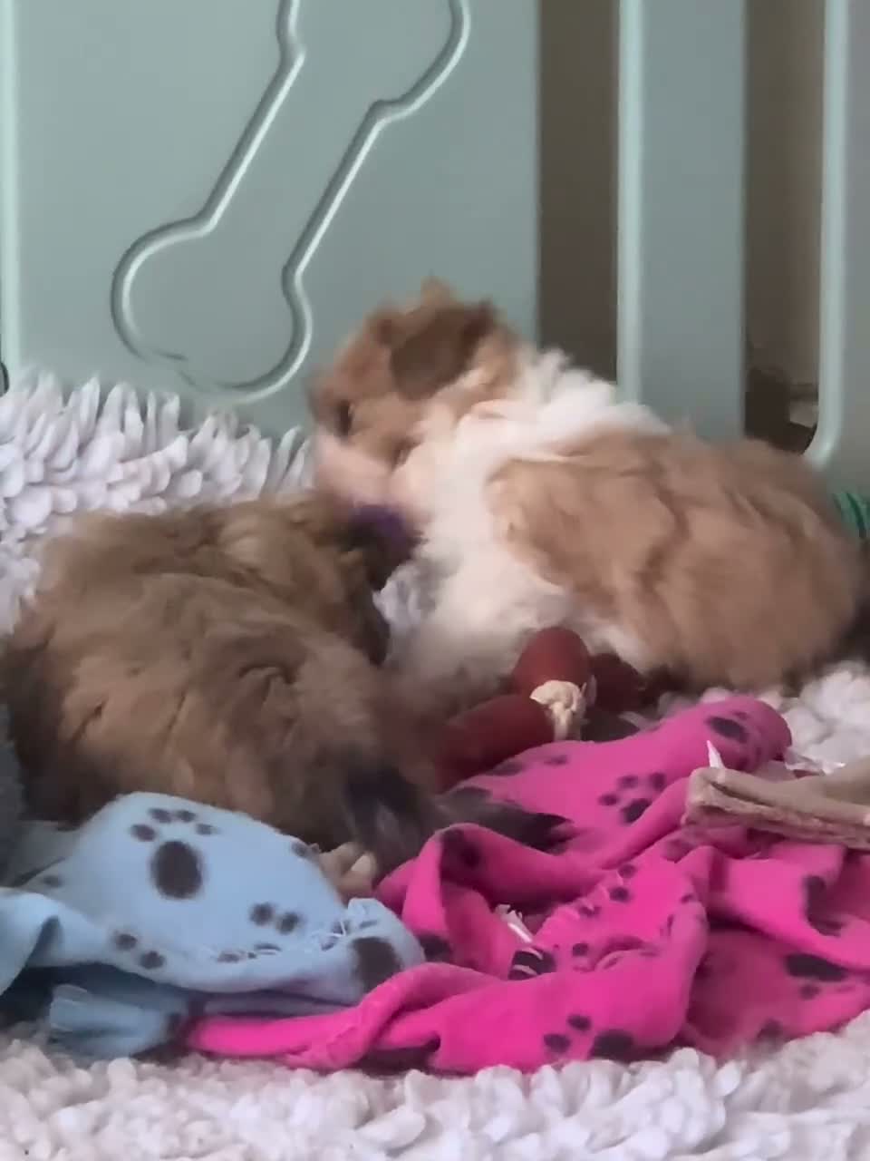 Shih Tzu dogs for sale: Shih Tzu puppies - Video 1