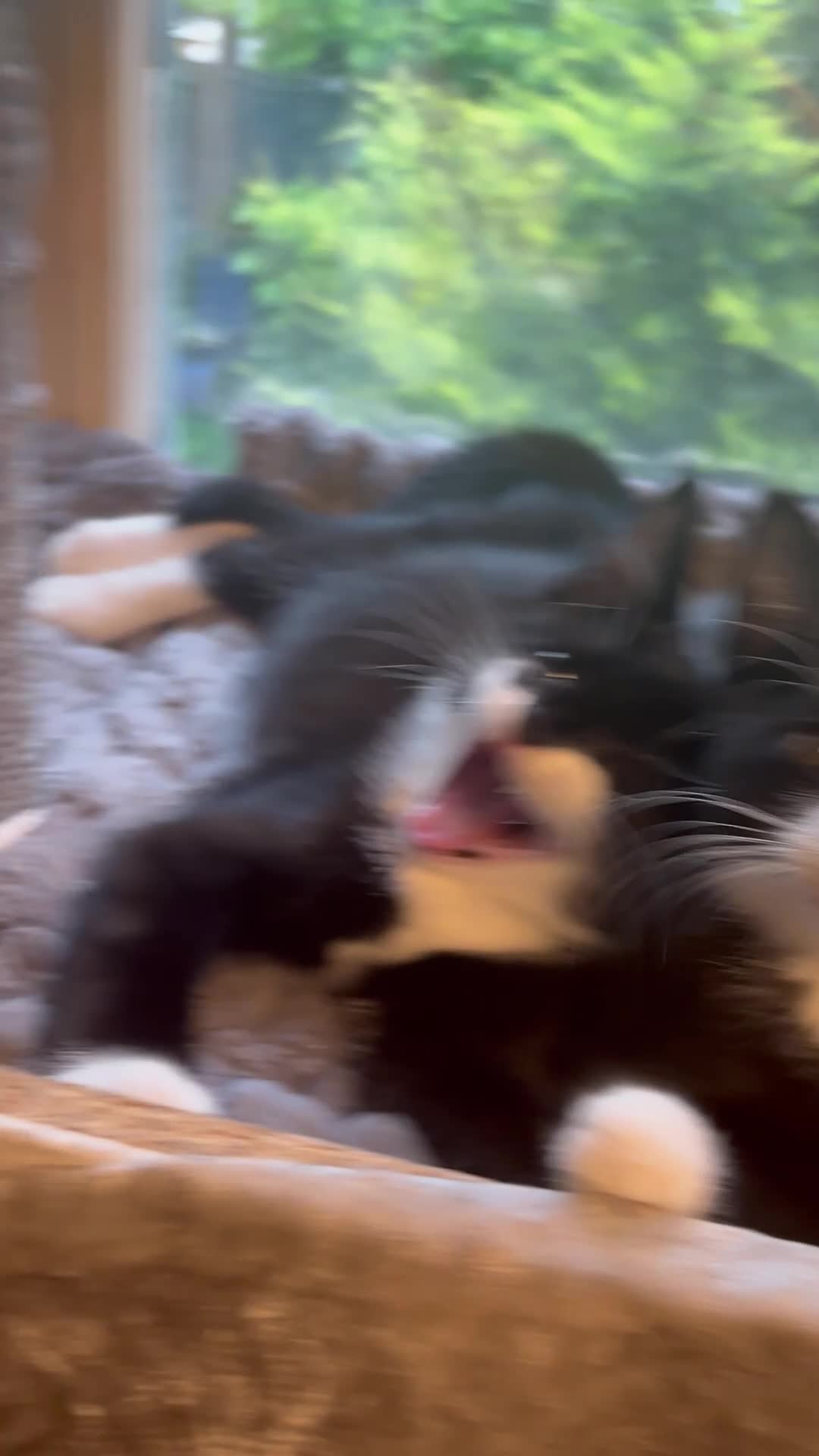 Mixed Breed cats for sale: Beautiful Fluffy Kittens Ready For Loving Homes 🐾 - Video 1