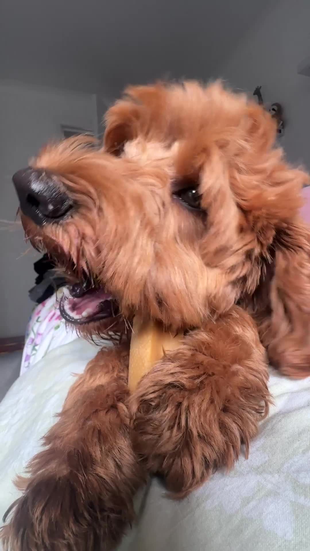 Cockapoo dogs for stud: Bear – DNA Tested Cockapoo Stud (Poodle-Dominant) - Video 4