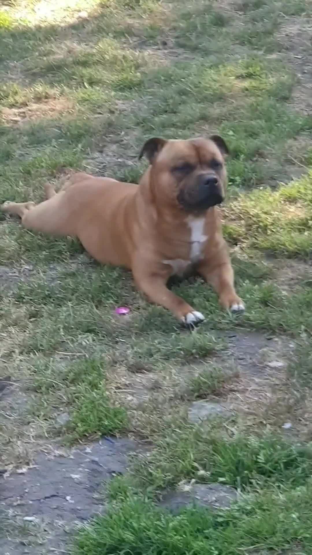 Staffordshire Bull Terrier dogs for stud: 🥨CHIEF CHAMPION SIRED 🥨🏆  in Rochdale - Video 3