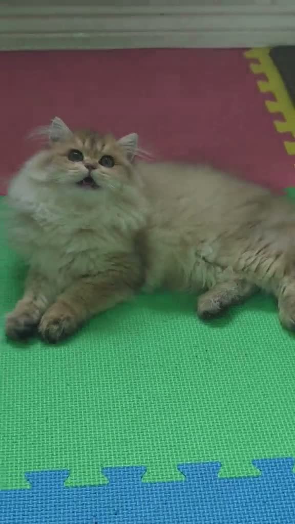 British Longhair cats for sale: 🌟 Stunning Golden Shaded British Longhair Girl 🌟 in Corby - Video 2