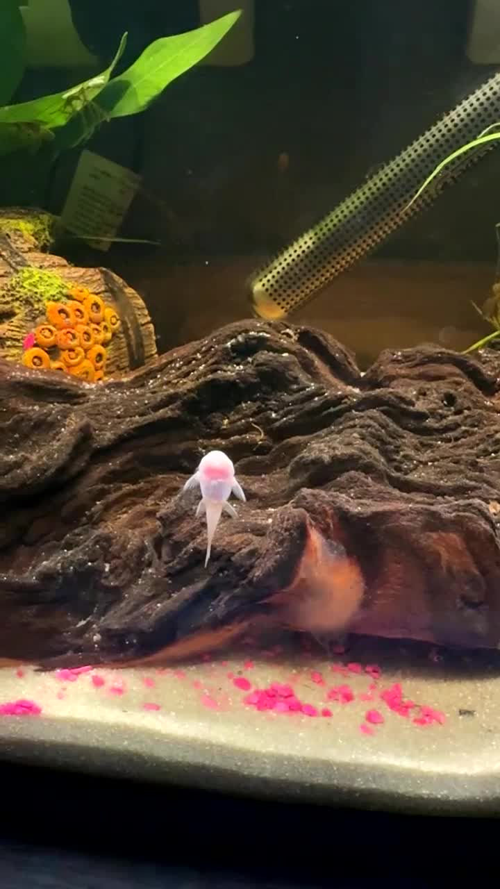 Plecos fish for sale: 2 snowwhite plecs & 4 dwarf frogs  in Dunfermline - Video 3