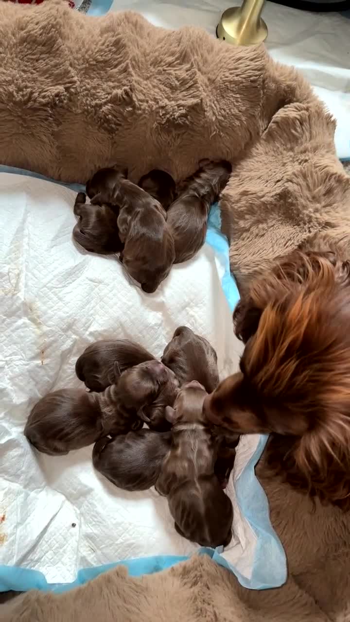 Mixed Breed dogs for sale: Exceptional Chocolate Working Sprocker Puppies - Video 1