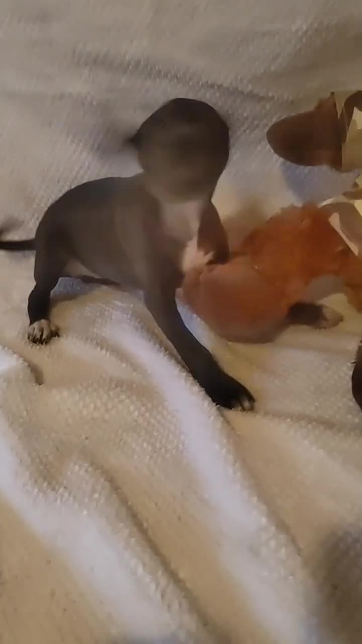 Italian Greyhound dogs for sale: Sold pending collection  - Video 1