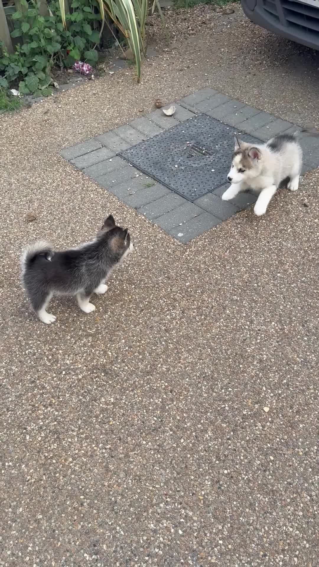 Pomsky dogs for sale: 6 beautiful pomsky 3 girls 3 boy ready to leave  - Video 3
