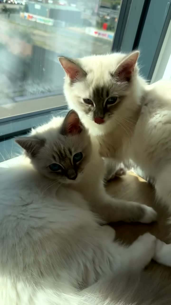 Ragdoll cats for sale: LUXURY RAGDOLL KITTENS  - Video 2