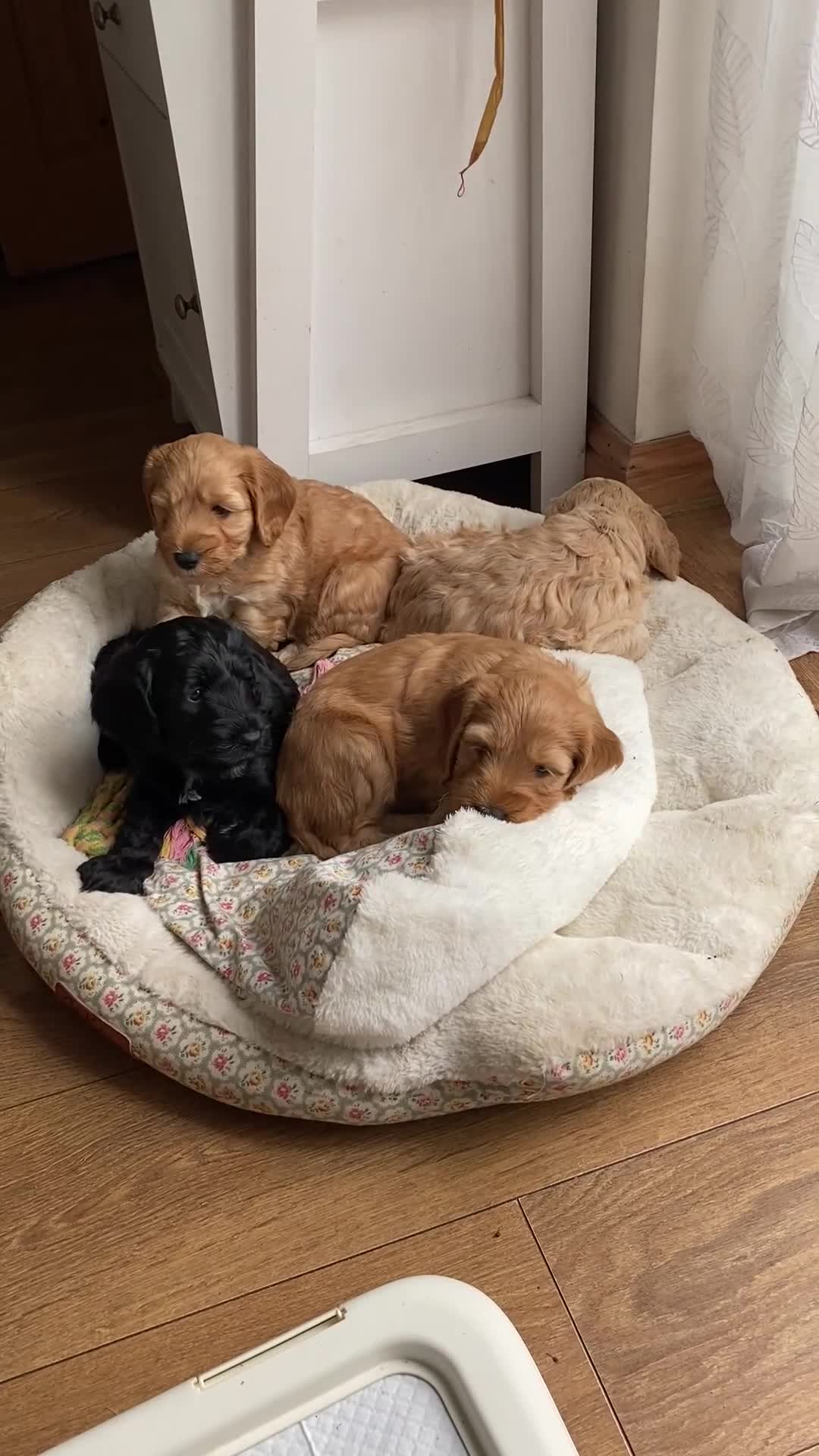 Cockapoo dogs for sale: Cockapoo pup one cuddly gentle male 9 weeks  - Video 2