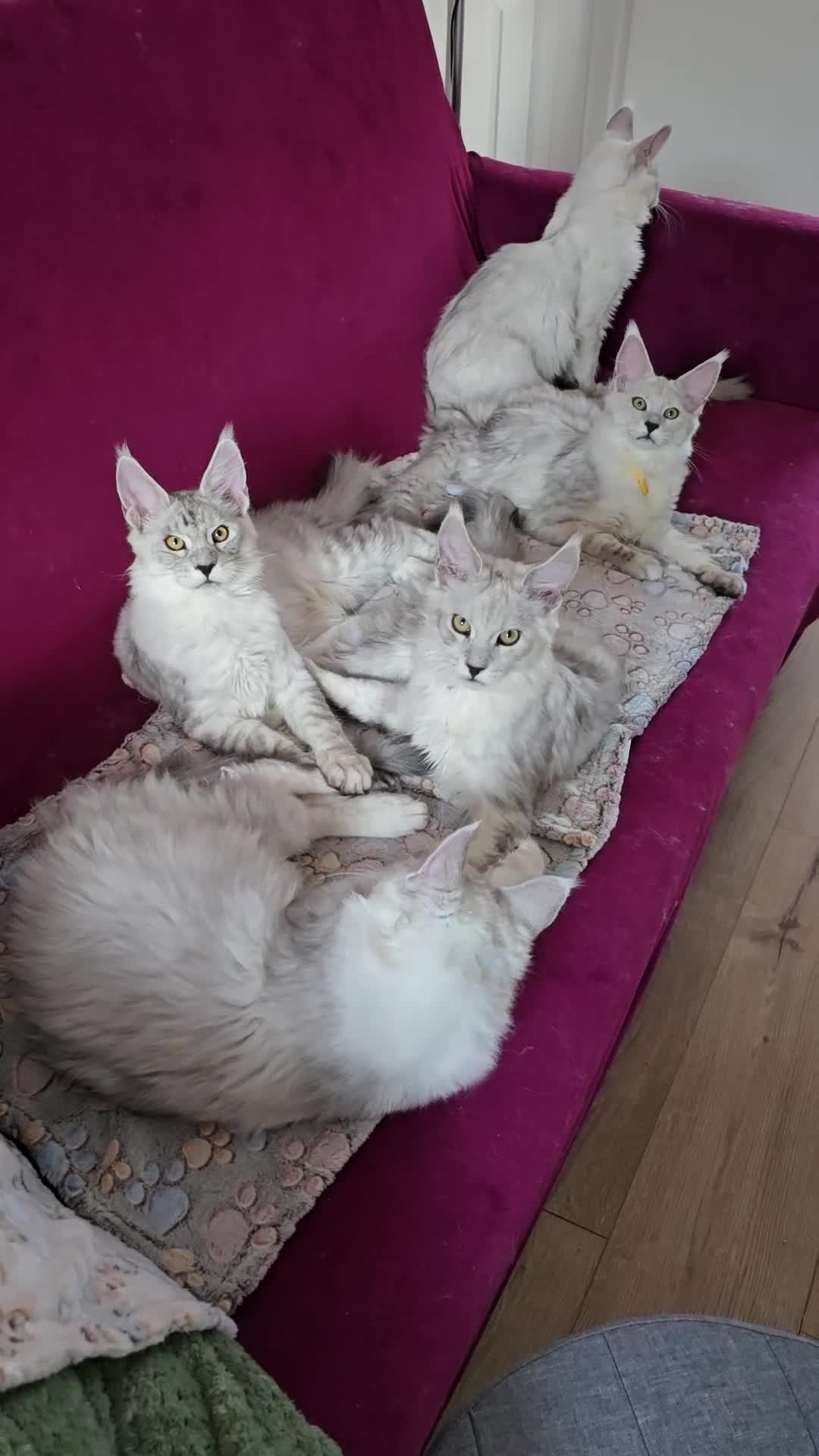Maine Coon cats for sale: Large Black Silver Shaded Maine Coon kittens  - Video 5