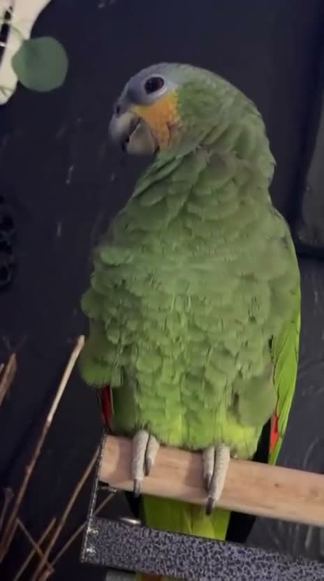 Parrots birds for sale: Tame & Friendly Orange Winged Amazon Talking Boy - Video 2