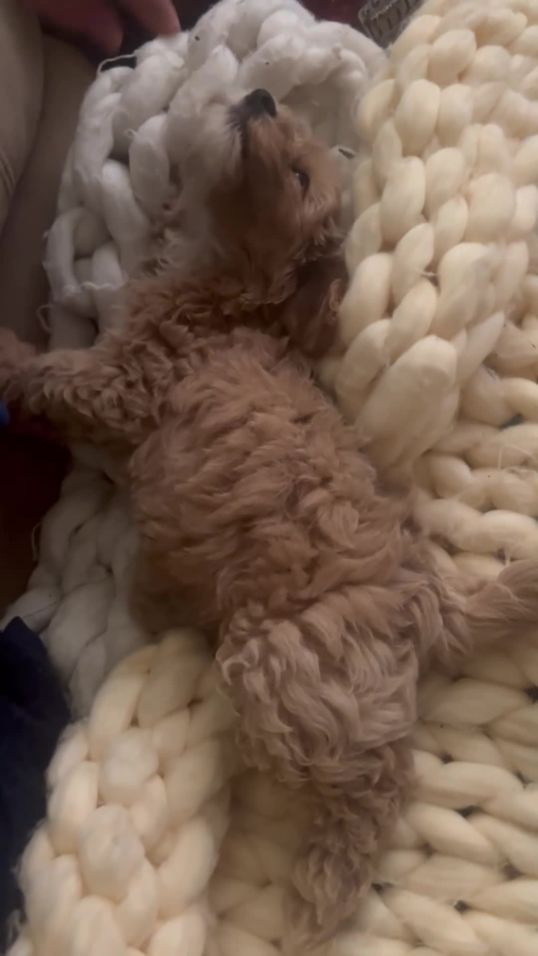 Mixed Breed dogs for sale: FLUFFY LOVING and FUN TOY COCKAPOO PUPPIES in Folkestone - Video 1