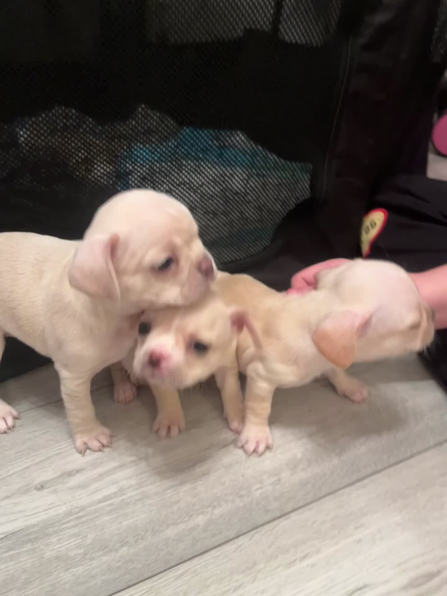 Mixed Breed dogs for sale: X3 Beautiful girl French bulldogs cross  - Video 1