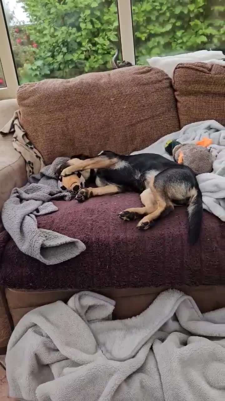 Mixed Breed dogs for sale: ZIVKA THE LITTLE POCKET ROCKET!🐾❤️  - Video 1