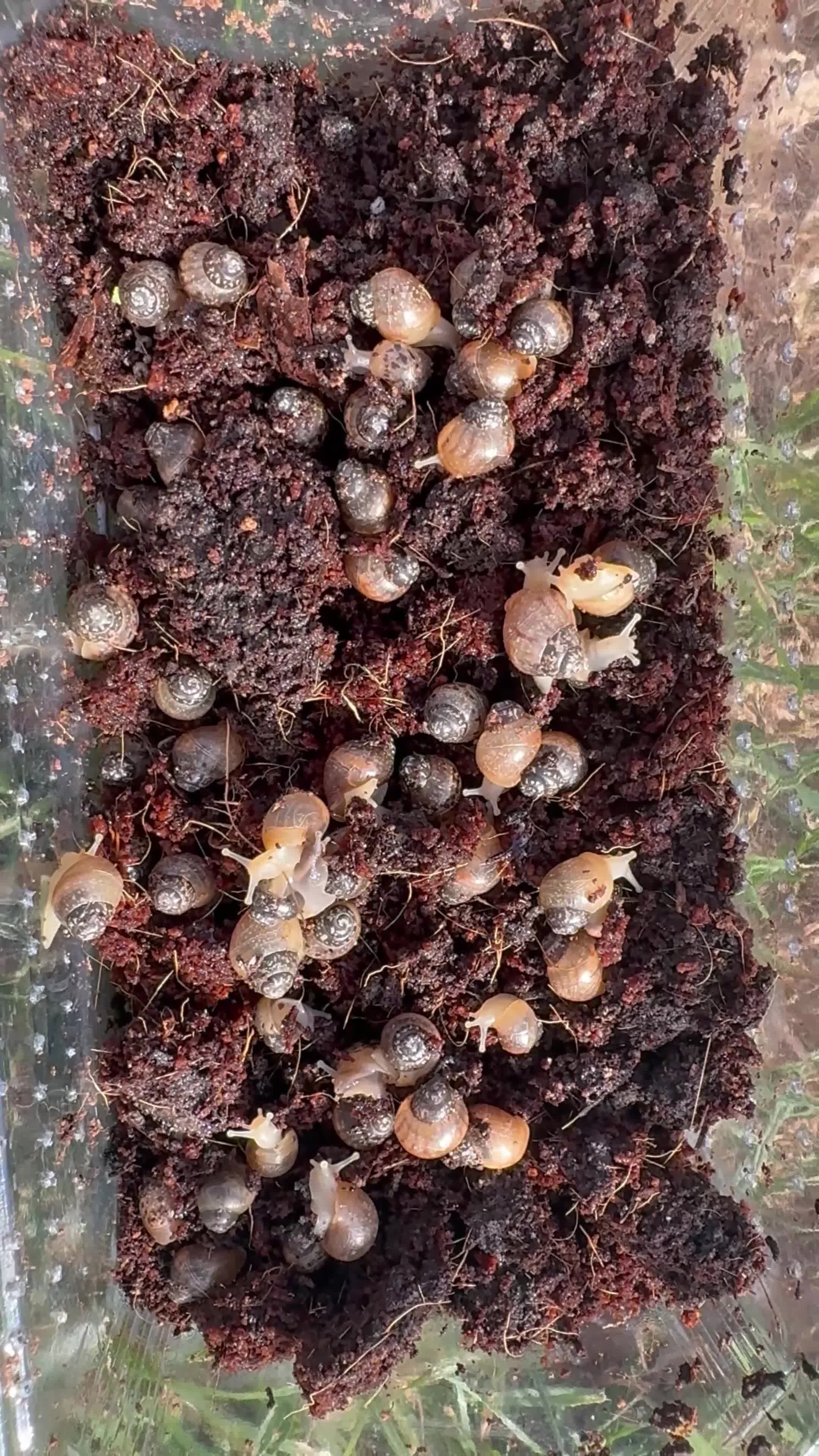 Snails invertebrates for sale: Giant african land snail babies  - Video 2