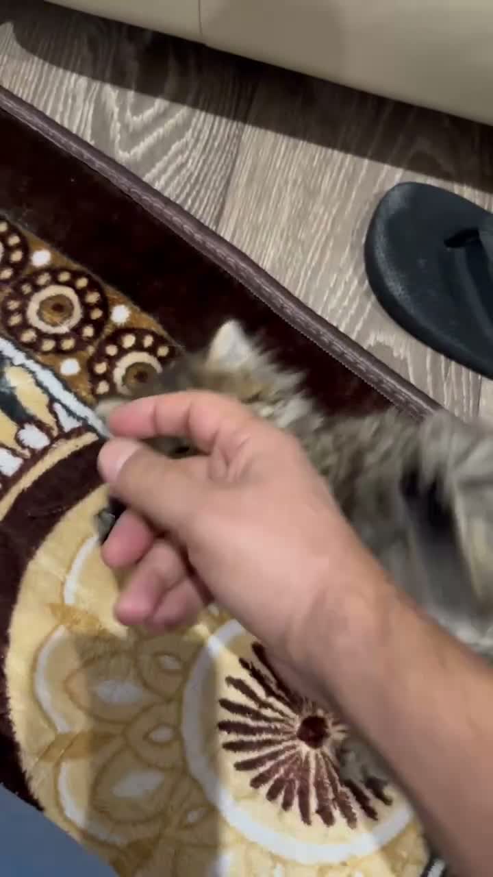 Norwegian Forest Cat cats for sale: Stunningly Adorable Norwegian Forest x Ragdoll  - Video 2