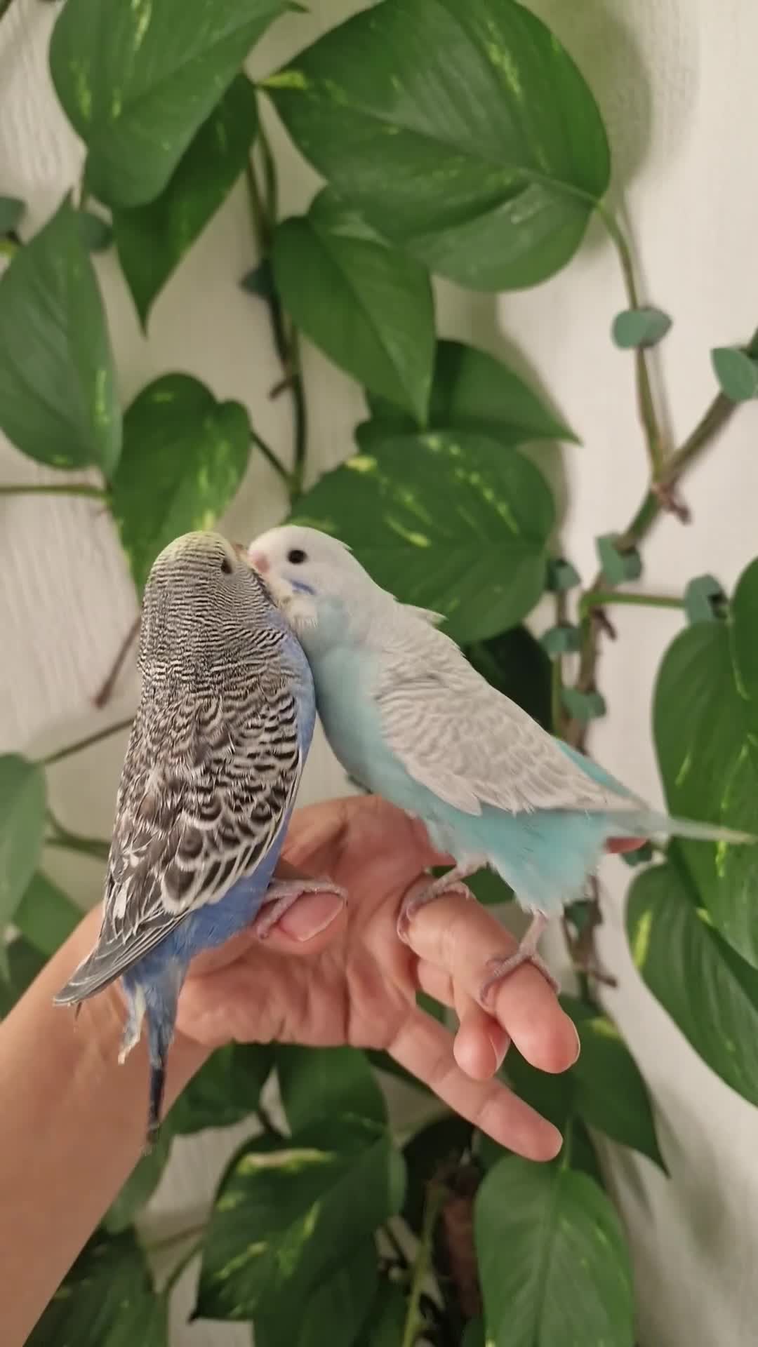 Budgerigars birds for sale: Tame baby budgies - Video 1