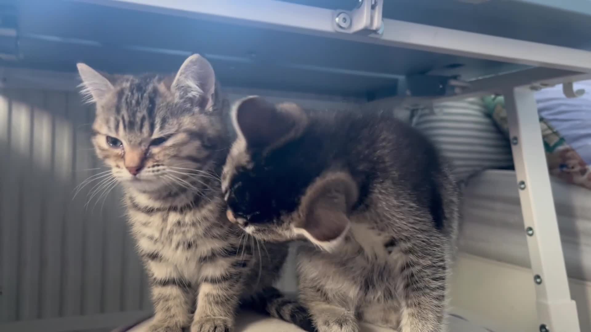 Scottish Fold cats for sale: Two Scottish Straight kittens, both female! - Video 3