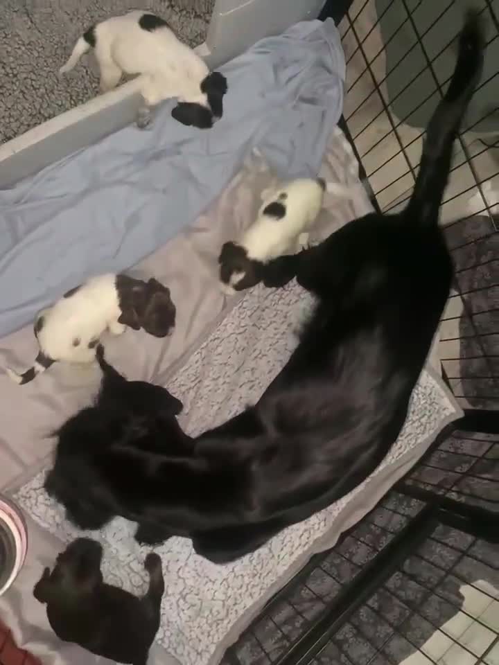 Sprocker dogs for sale: Beautiful Sprocker Puppies Ready 30th December - Video 1