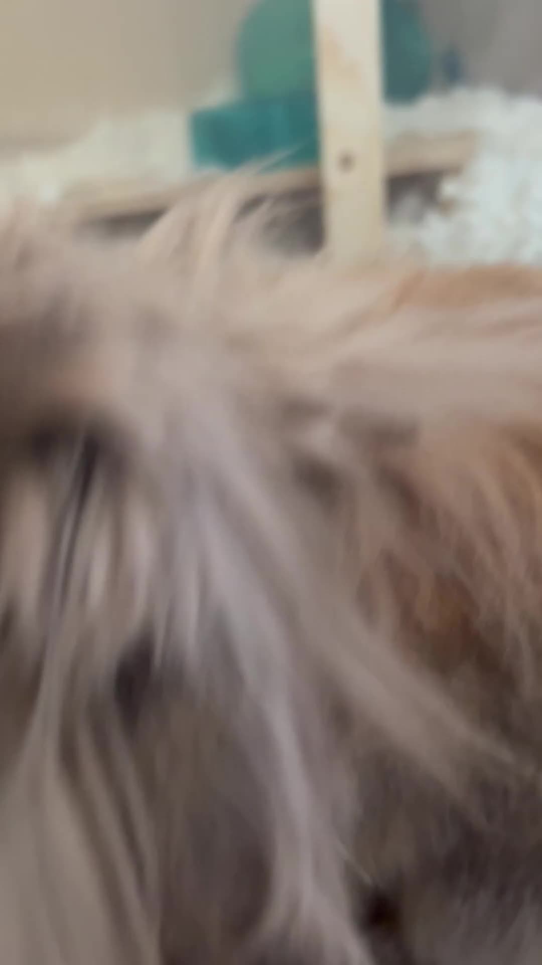 Lionhead rabbits for sale: lottie the lionhead - Video 2