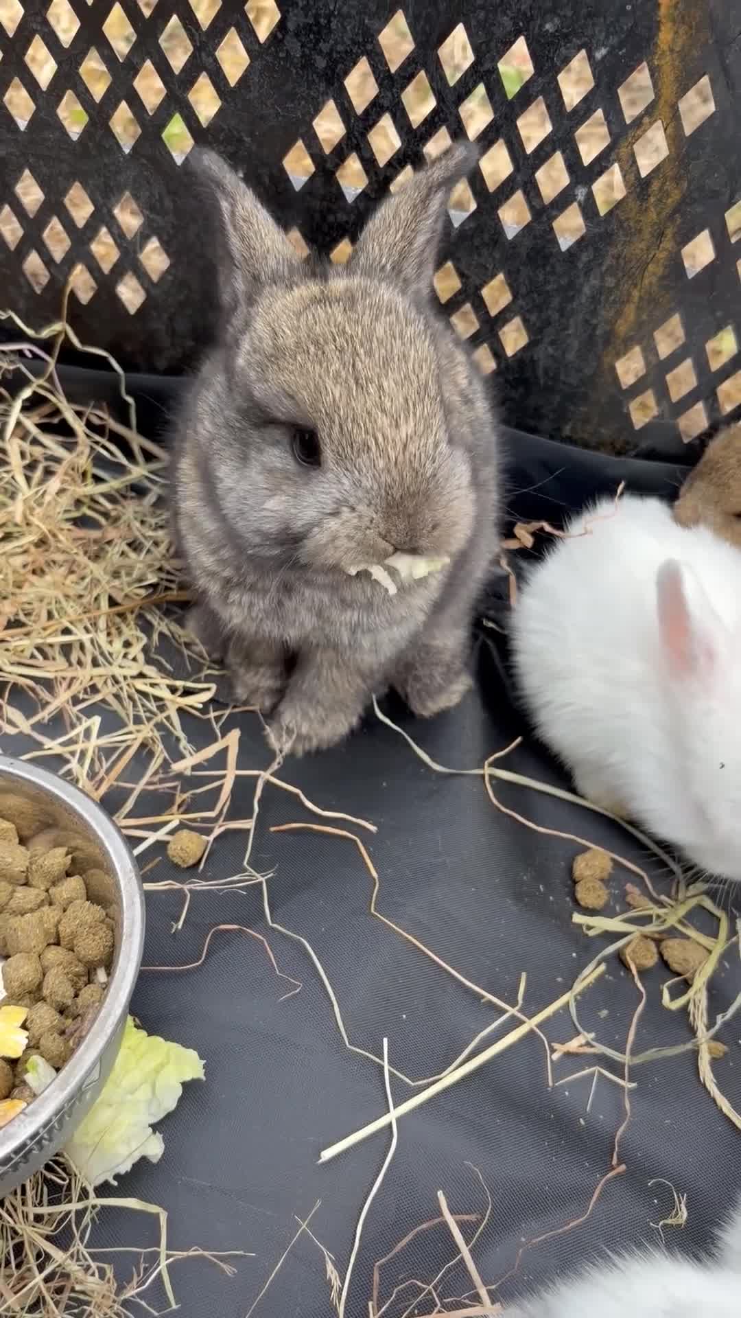 Mixed Breed rabbits for sale: Mixed Breed Rabbits  - Video 1